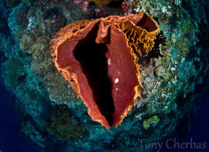 Looking Down the Barrel of a Sponge by Tony Cherbas 